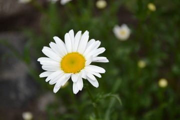 Home garden, flower bed. House, field. Daisy flower, chamomile.  Gardening. Matricaria. Perennial flowering plant of the Asteraceae family. Beautiful, delicate inflorescences. White flowers