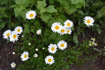 Home. Daisy flower, chamomile. Matricaria Perennial. White flowers