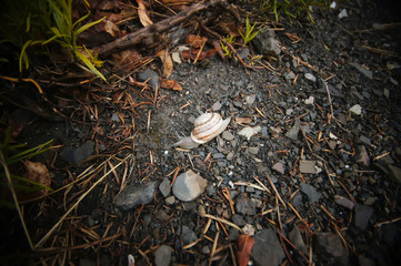  Snail macro 1