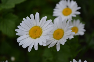 Home. Gardening. Daisy flower, chamomile. Matricaria Perennial flowering plant. Beautiful, delicate inflorescences. White flowers
