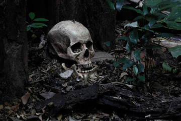 Skull and jaw put on ground near old timber in the scary graveyard which has dim light ground...