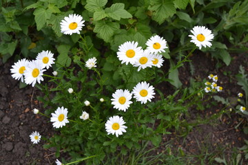 Home. Gardening. Daisy flower, chamomile. Matricaria Perennial. White flowers