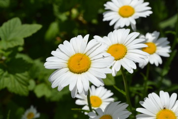 White flowers. Gardening. Home. Daisy flower, chamomile. Matricaria Perennial flowering plant of the Asteraceae family. Beautiful, delicate inflorescences