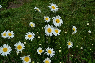 Fototapeta premium White flowers. Green leaves, bushes. Gardening Home garden, flower bed. House. Daisy flower, chamomile. Matricaria Perennial flowering plant of the Asteraceae family