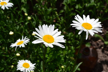Green leaves, bushes. Gardening Home garden, flower bed. Daisy flower, chamomile. Matricaria Perennial flowering. White flowers