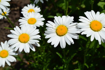 Fototapeta premium Green leaves, bushes. Home garden, flower bed. House, field. Daisy flower, chamomile. Matricaria Perennial flowering plant of the Asteraceae family. White flowers