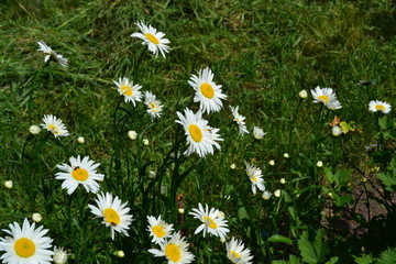 Green leaves, bushes. Gardening Home garden. Daisy flower, chamomile. Matricaria Perennial. White flowers