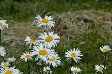 Home garden, bed.  Gardening. Daisy flower, chamomile. Matricaria Perennial flowering plant of the Asteraceae family. Beautiful, delicate inflorescences. White flowers