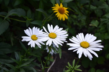 Gardening. Home garden, flower bed. House, field, farm, village. Daisy flower, chamomile. Matricaria Perennial flowering