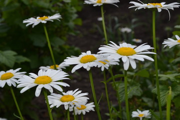 Gardening. Daisy flower, chamomile. Matricaria Perennial flowering plant of the Asteraceae family. Beautiful, delicate inflorescences. White flowers