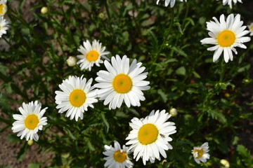 Green leaves, bushes. Gardening Home garden, flower bed. Daisy flower, chamomile. Matricaria Perennial flowering plant of the Asteraceae family. White flowers