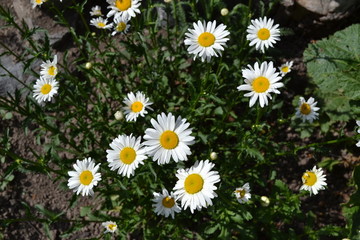 Green leaves, bushes. Gardening Home garden, flower bed. Daisy flower, chamomile. Matricaria Perennial flowering plant. White flowers