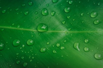 Fresh green leaf with water drop. Green background.