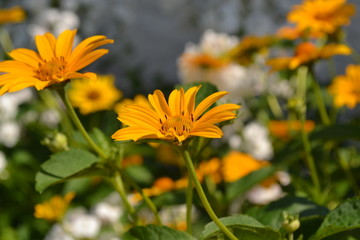 Green leaves, bushes. Gardening. Home garden, bed. Daisy flower, chamomile. Heliopsis helianthoides perennial flowering plant. Yellow flowers