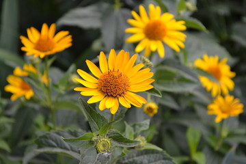 Green leaves, bushes. Gardening. Home garden, flower bed. House, field, farm, village. Daisy flower, chamomile. Heliopsis helianthoides perennial flowering plant. Yellow flowers