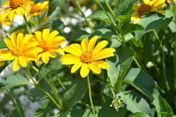 Green leaves, bushes. Gardening. Home garden, flower bed. House, field, farm. Daisy flower, chamomile. Heliopsis helianthoides perennial flowering plant. Yellow flowers