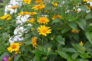 Green leaves. Gardening. Daisy flower, chamomile. Heliopsis helianthoides perennial flowering plant. Yellow flowers