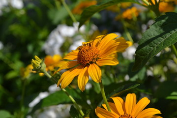 Green leaves, bushes. Gardening. Home. Daisy flower, chamomile. Heliopsis helianthoides perennial flowering plant. Yellow flowers