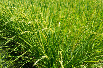 paddy field in japan, yamaguchi, japan