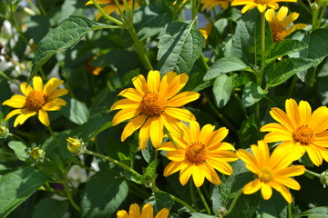 Green leaves. Gardening. Daisy, chamomile. Heliopsis helianthoides perennial flowering. Yellow flowers