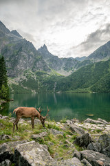 Beautiful deer at the high Tatra - obrazy, fototapety, plakaty