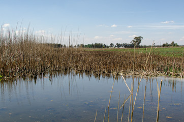 Marievale Bird Sanctuary, Nigel, Afrique du Sud