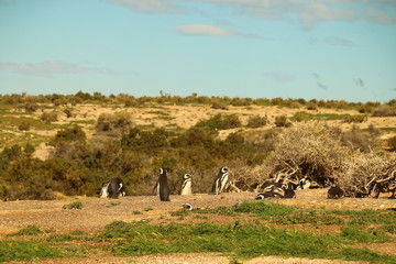 Naklejka premium pinguineras de la patagonia argentina