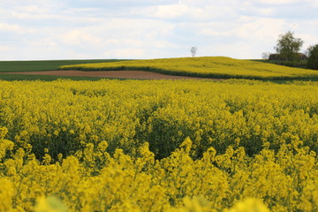 Obraz premium Rapsfelder