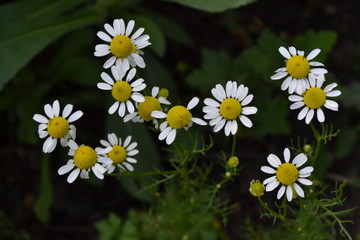 Home garden. White flowers. Gardening. Daisy flower Chamomile. Matricaria chamomilla. Annual herbaceous plant. Beautiful, delicate inflorescences