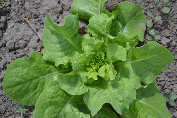 Fototapeta premium Gardening. Home garden, bed. Lettuce salad. Lactuca sativa. Annual herbaceous plant. Vegetable culture. Vitamin greens. Tasty and healthy. Young shoots