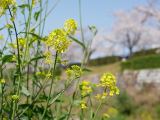 菜の花と桜