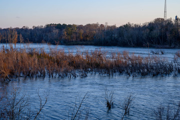 Plants in the river below a dam. The high water after a rainfall has the plants and trees sticking out of the water. No leaves on the plants in the winter time.
