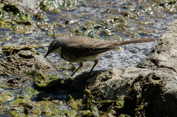 Bergeronnette du Cap,.Motacilla capensis, Cape Wagtail