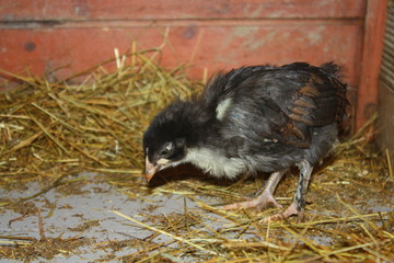 poussin noir de marans dans le poulailler