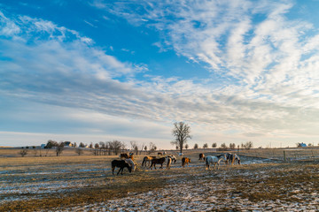 Fototapeta na wymiar horse ranch at sunset