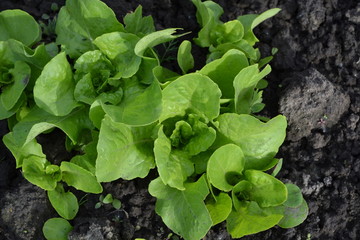Fototapeta premium Home garden, flower bed. House. Lettuce salad. Gardening. Lactuca sativa. Annual herbaceous plant. Vegetable culture. Vitamin greens. Tasty and healthy. Young shoots