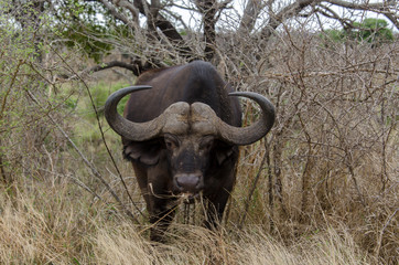Buffle d'Afrique, Syncerus caffer, Parc national Kruger, Afrique du Sud