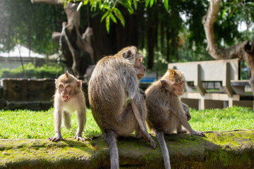 Three monkeys in Sacred Ubud Monkey Forest. Bali, Indonesia