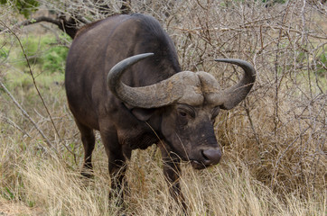 Obraz premium Buffle d'Afrique, Syncerus caffer, Parc national Kruger, Afrique du Sud