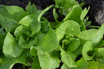 Home garden, flower bed. Lettuce salad. Gardening. Lactuca sativa. Annual herbaceous plant. Tasty, healthy. Young shoots