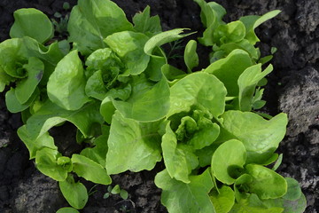 Home garden, flower bed. Lettuce salad. Gardening. Lactuca sativa. Annual herbaceous plant. Vegetable culture. Vitamin greens. Tasty and healthy. Young shoots