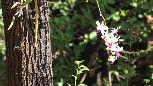 Close up of Yellow mix Dark Pink orchids flower