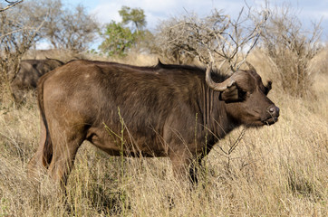Buffle d'Afrique, Syncerus caffer, Parc national Kruger, Afrique du Sud