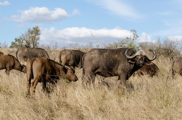 Obraz premium Buffle d'Afrique, Syncerus caffer, Parc national Kruger, Afrique du Sud