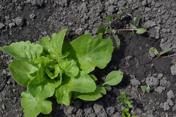 Home garden. Lettuce salad. Lactuca sativa. Annual herbaceous plant. Young shoots