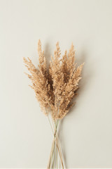 Reeds foliage branches bouquet on neutral pastel beige background. Flat lay, top view floral design.