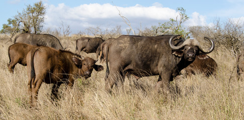 Obraz premium Buffle d'Afrique, Syncerus caffer, Parc national Kruger, Afrique du Sud