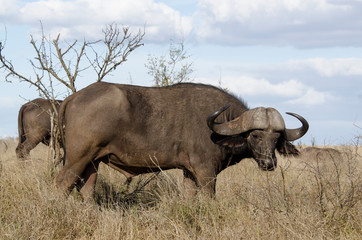Obraz premium Buffle d'Afrique, Syncerus caffer, Parc national Kruger, Afrique du Sud