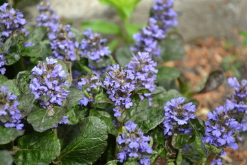 Obraz premium Honey plant. Green leaves, bushes, carpet. Gardening Home garden, flower bed. Ajuga reptans. Perennial herbaceous plant. Blue inflorescences, pleasant smell