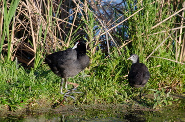 Foulque caronculée,.Fulica cristata, Red knobbed Coot